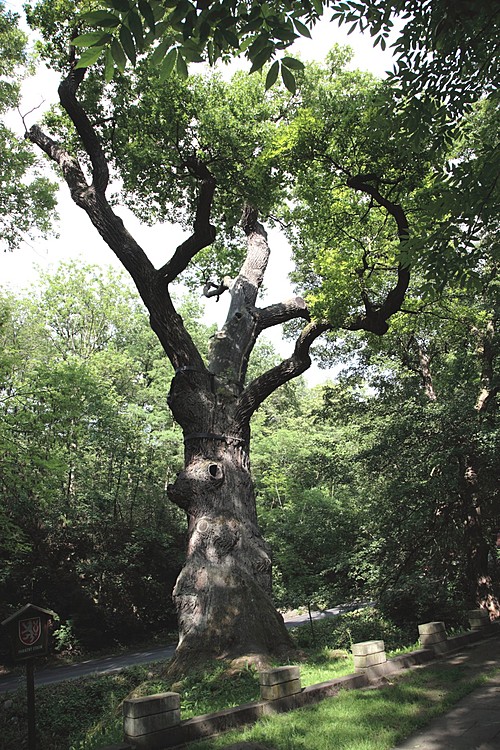 Památný strom "Oldřichův dub"