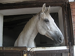 Horse riding club Louny