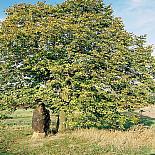 The magical stone "Baba" in Slavětín