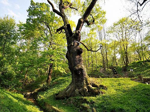 The oak´s Oldřich in Peruc